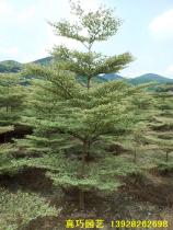 万年麻
